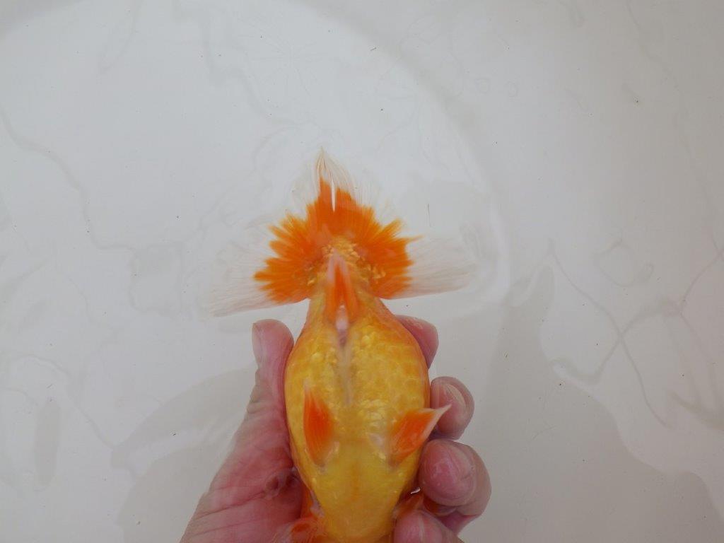 【浜松 松田 力三 氏】素晴らしい雰囲気で仕上がりそうならんちゅう 約15㎝ オス?