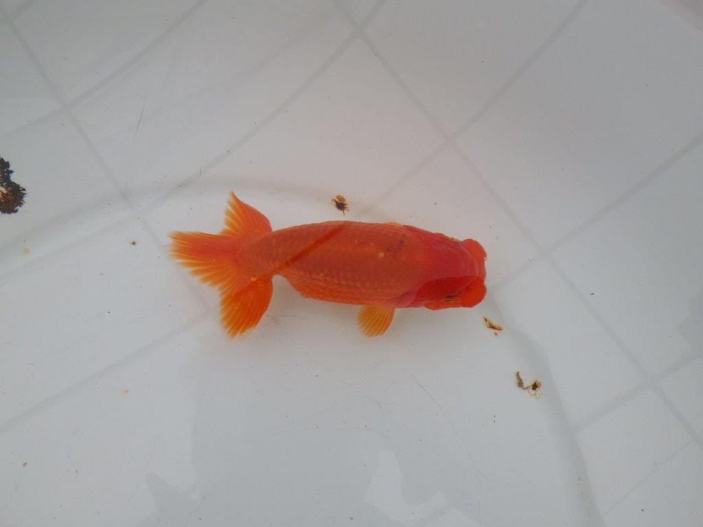 【愛知 清田 良也 氏】発色の良い紅色のらんちゅう 約12㎝ オス?