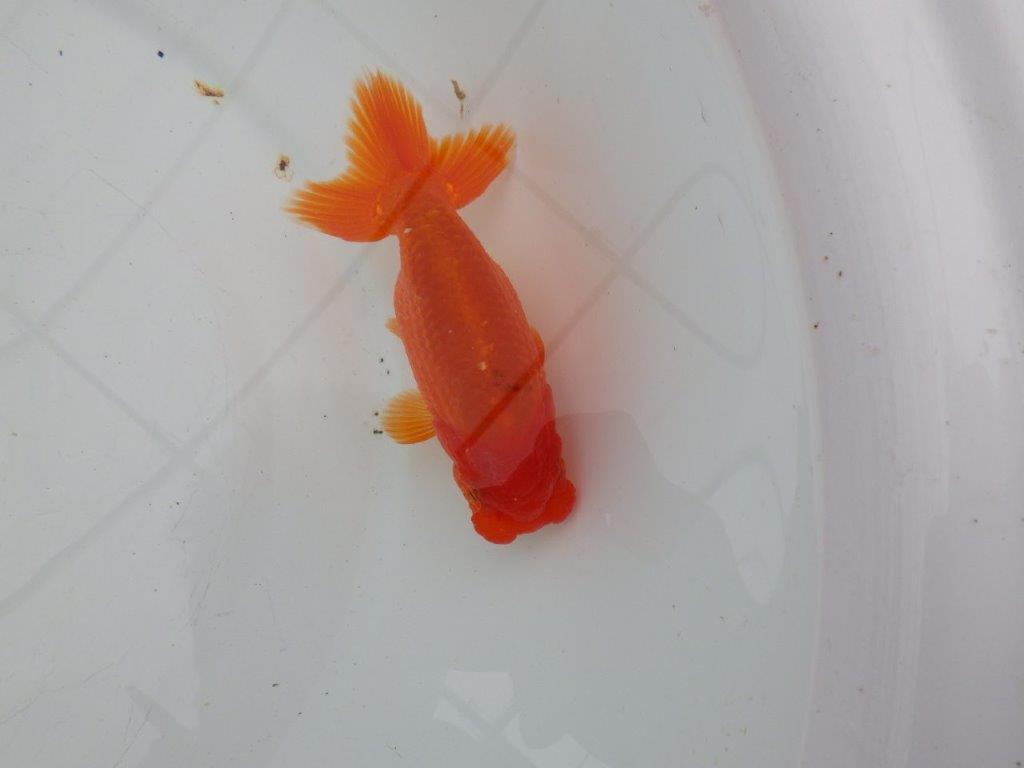 【愛知 清田 良也 氏】発色の良い紅色のらんちゅう 約12㎝ オス?