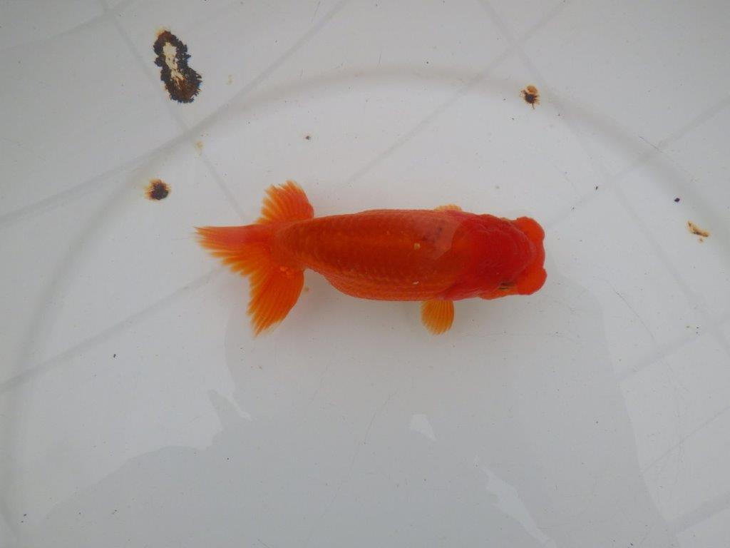 【愛知 清田 良也 氏】発色の良い紅色のらんちゅう 約12㎝ オス?