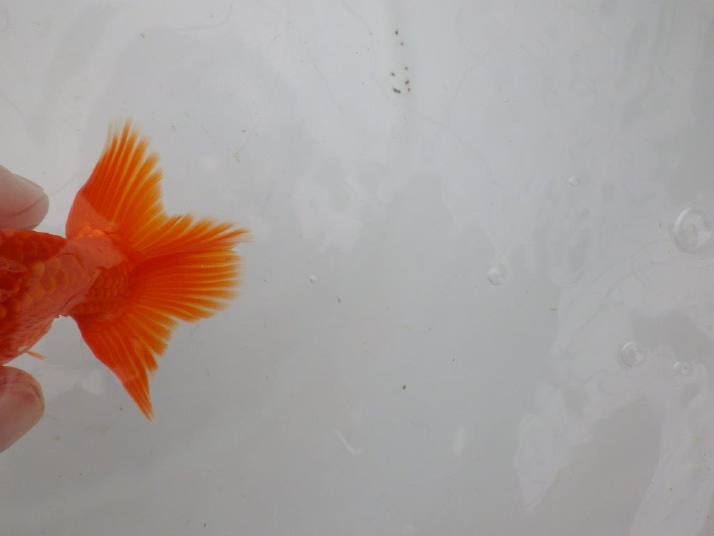 【愛知 清田 良也 氏】発色の良い紅色のらんちゅう 約12㎝ オス?