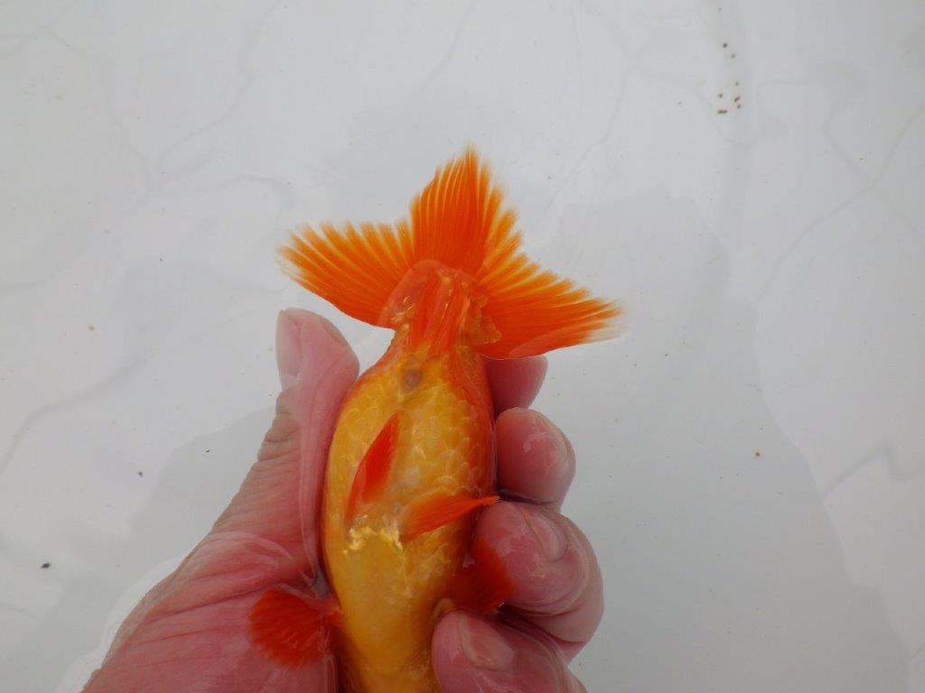 【愛知 清田 良也 氏】発色の良い紅色のらんちゅう 約12㎝ オス?