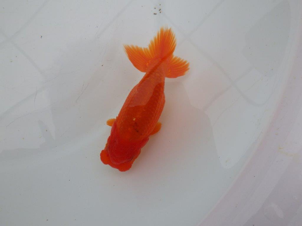 【愛知　清田　良也　氏】発色の良い紅色のらんちゅう　　約12㎝ オス？の上身