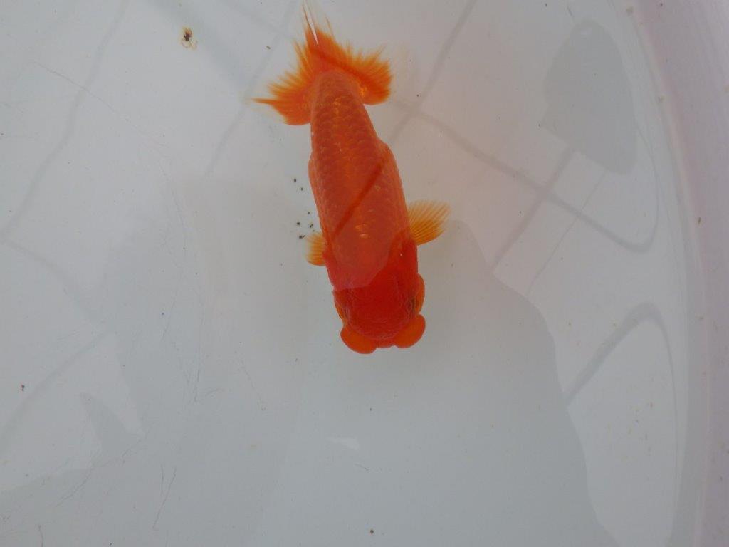 【愛知 清田 良也 氏】フンタン&尾型が良いらんちゅう 約11㎝ オス?