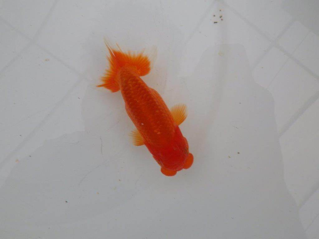 【愛知 清田 良也 氏】フンタン&尾型が良いらんちゅう 約11㎝ オス?