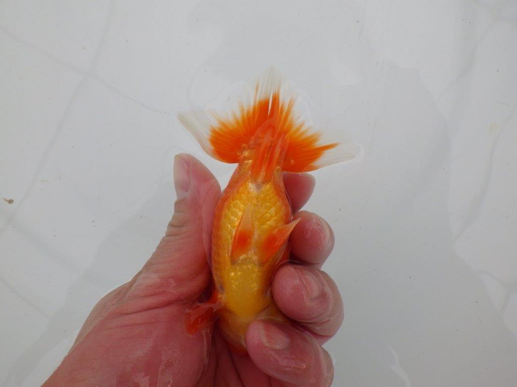 【愛知 清田 良也 氏】フンタン&尾型が良いらんちゅう 約11㎝ オス?