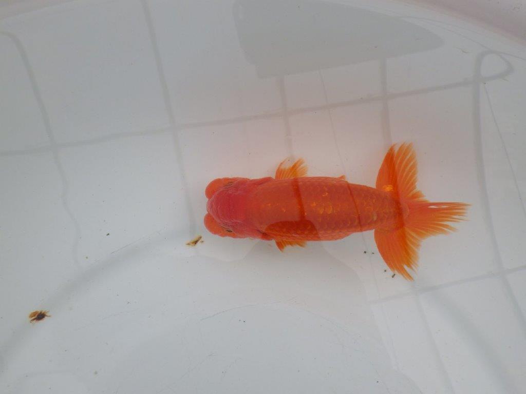 【愛知 清田 良也 氏】横見が映える更紗らんちゅう 約13㎝ オス?