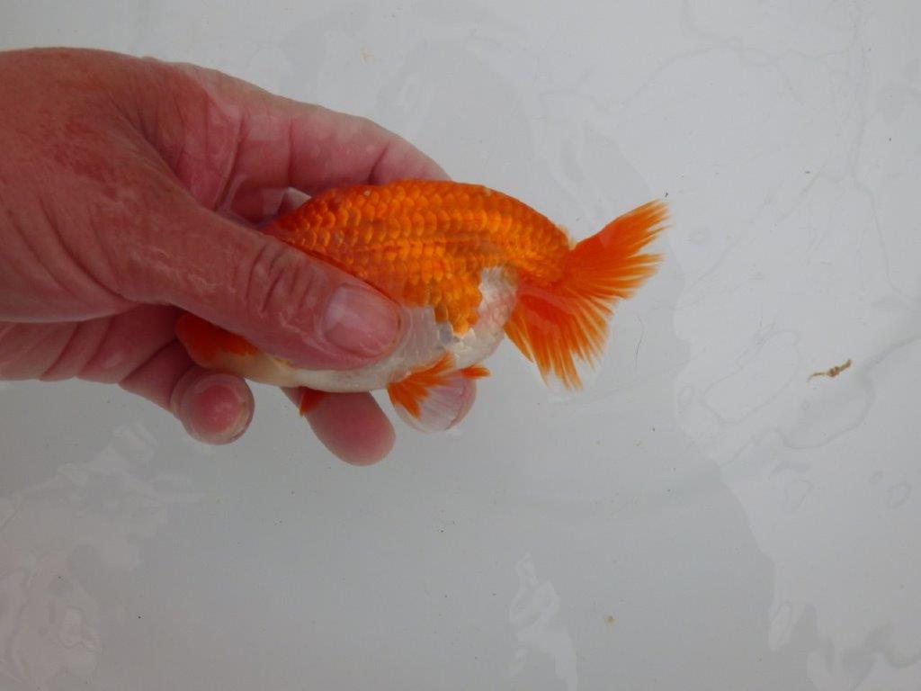 【愛知 清田 良也 氏】横見が映える更紗らんちゅう 約13㎝ オス?