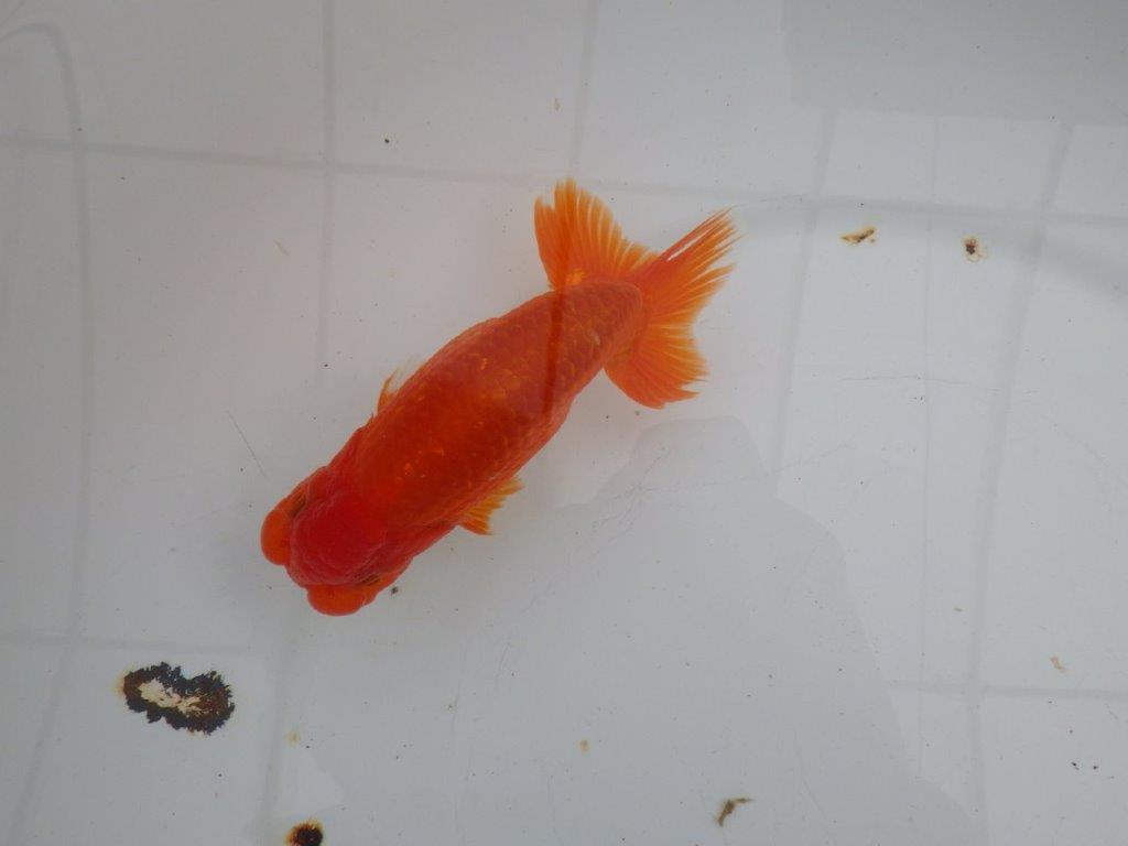 【愛知　清田　良也　氏】横見が映える更紗らんちゅう　　約13㎝ オス？の上身