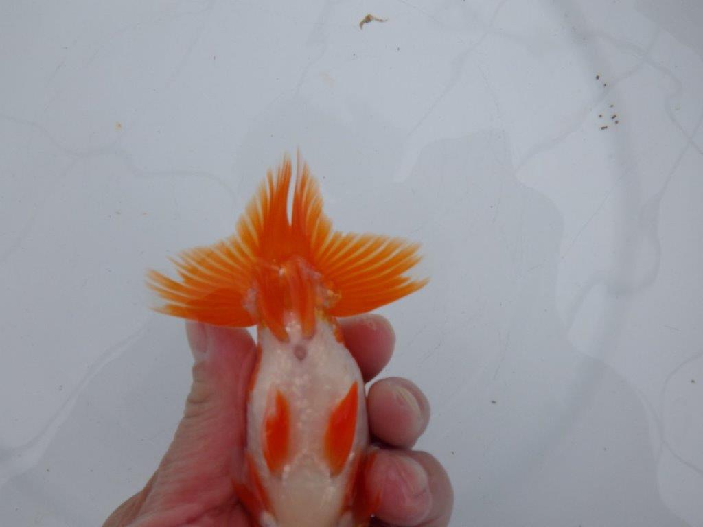 【愛知 清田 良也 氏】横見が映える更紗らんちゅう 約13㎝ オス?