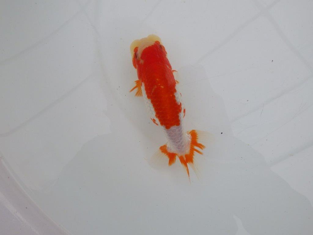 【愛知 清田 良也 氏】長手タイプの更紗らんちゅう 約14,5㎝ オス?