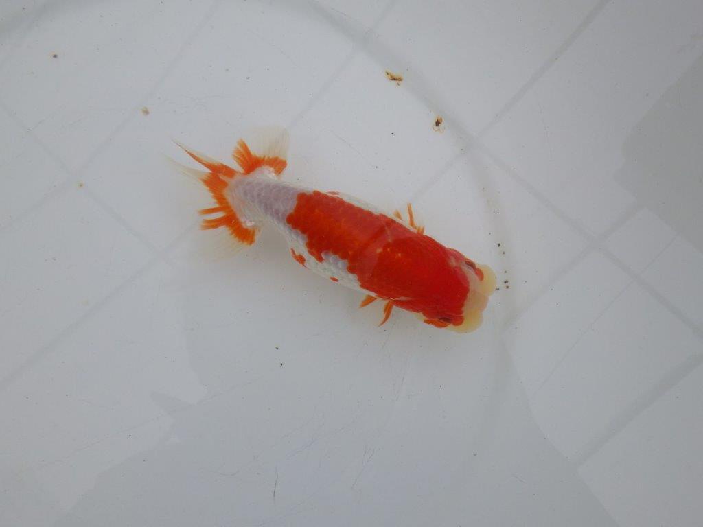 【愛知 清田 良也 氏】長手タイプの更紗らんちゅう 約14,5㎝ オス?