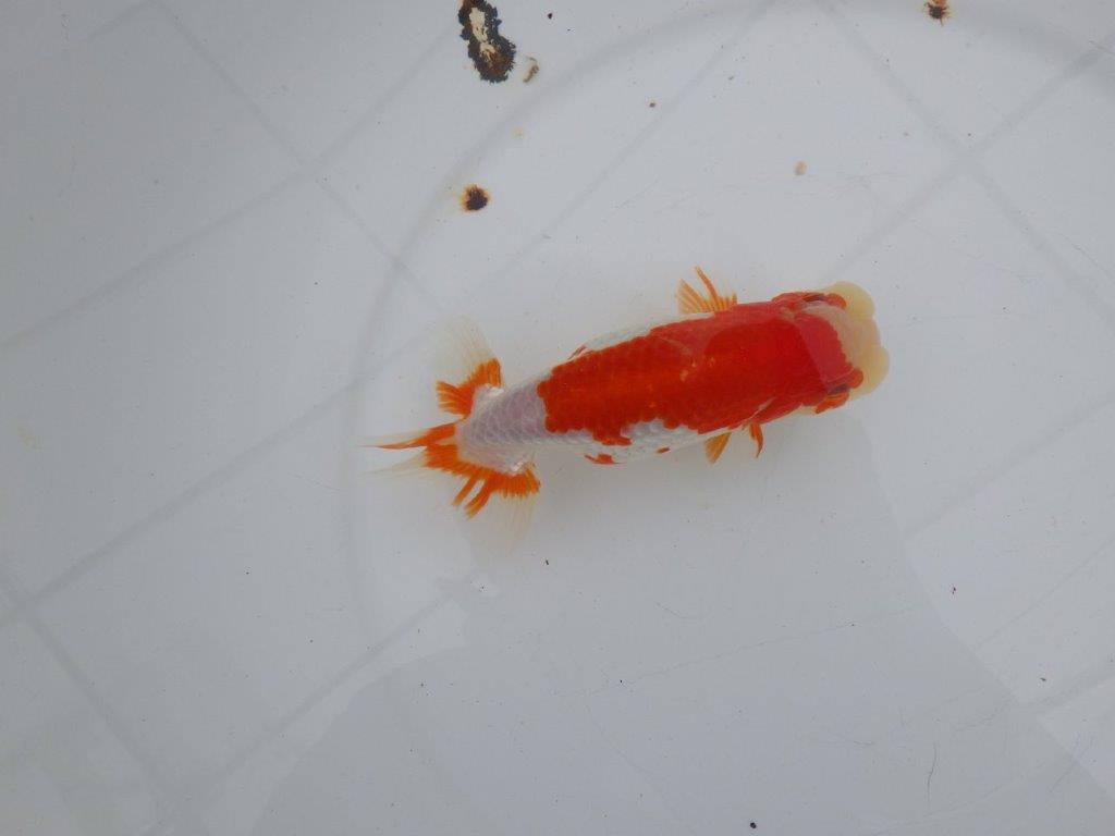 【愛知 清田 良也 氏】長手タイプの更紗らんちゅう 約14,5㎝ オス?