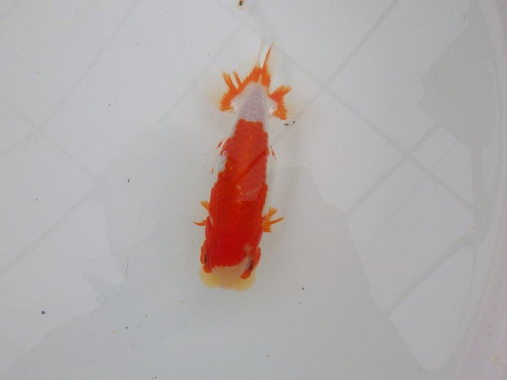 【愛知　清田　良也　氏】長手タイプの更紗らんちゅう　　約14,5㎝ オス？の上身