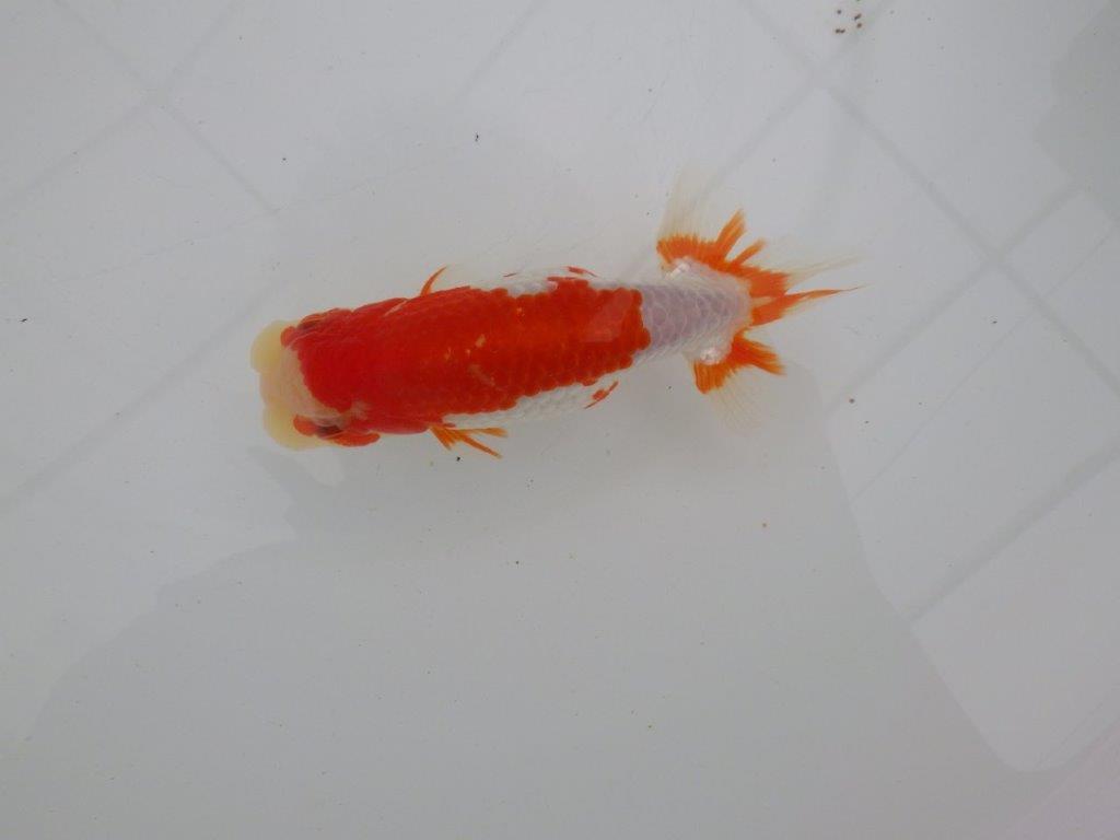 【愛知 清田 良也 氏】長手タイプの更紗らんちゅう 約14,5㎝ オス?