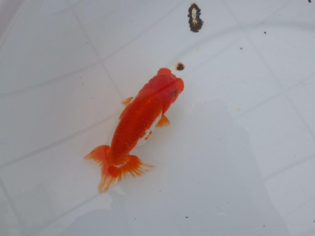 【愛知 清田 良也 氏】雰囲気が良く綺麗な更紗らんちゅう 約12㎝ オス?