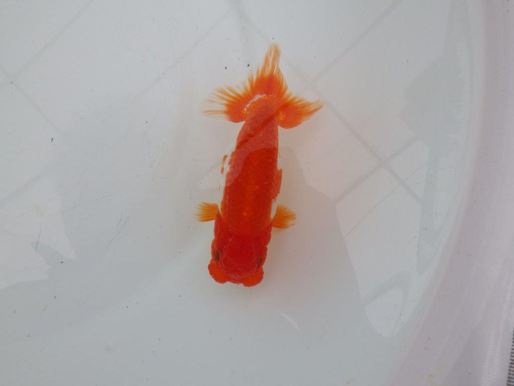 【愛知 清田 良也 氏】雰囲気が良く綺麗な更紗らんちゅう 約12㎝ オス?