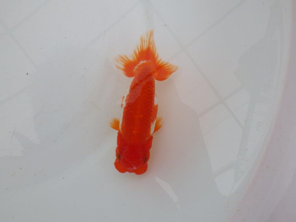 【愛知　清田　良也　氏】雰囲気が良く綺麗な更紗らんちゅう　　約12㎝ オス？の上身