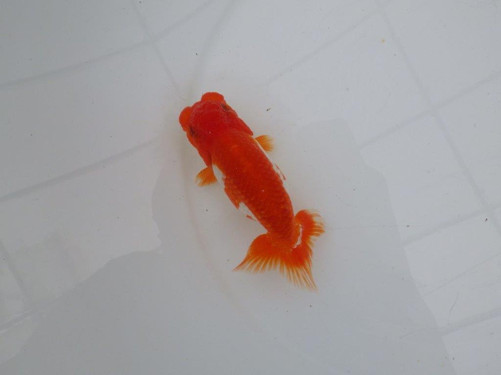 【愛知 清田 良也 氏】雰囲気が良く綺麗な更紗らんちゅう 約12㎝ オス?