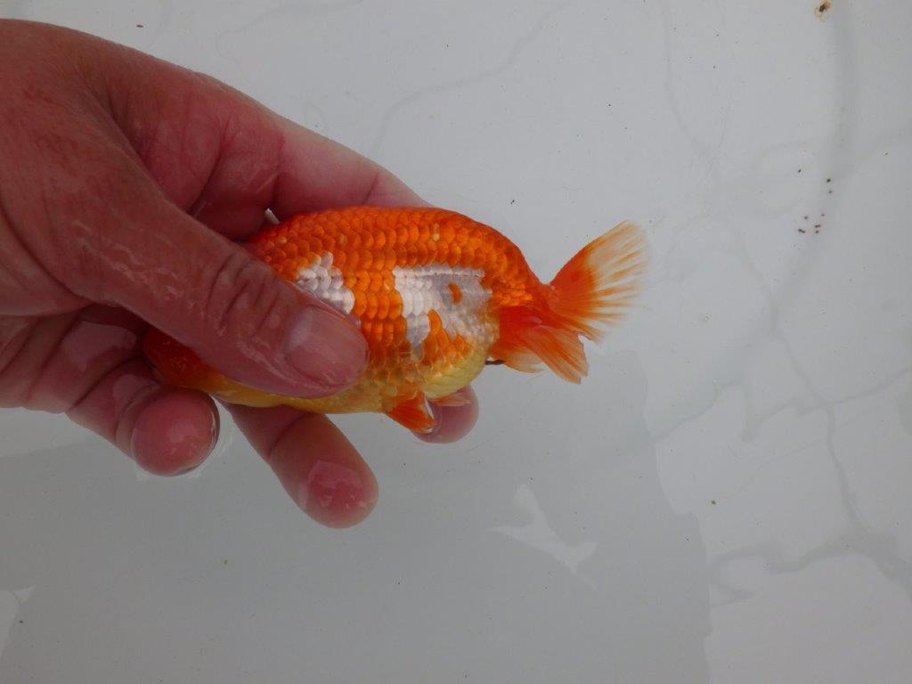 【愛知 清田 良也 氏】雰囲気が良く綺麗な更紗らんちゅう 約12㎝ オス?