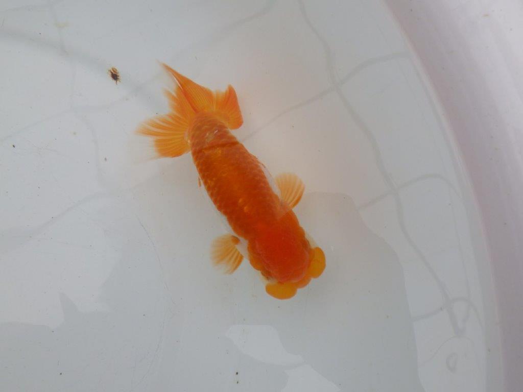 【愛知 清田 良也 氏】弐歳、親が楽しみな更紗らんちゅう 約12㎝ オス?