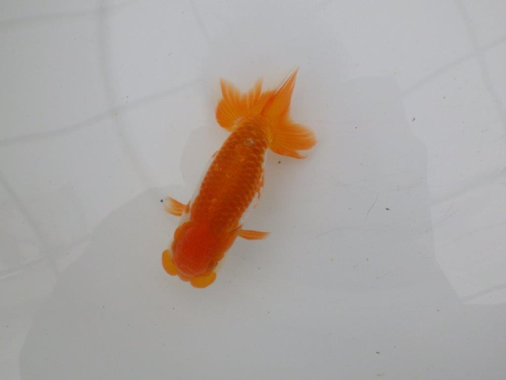 【愛知 清田 良也 氏】弐歳、親が楽しみな更紗らんちゅう 約12㎝ オス?