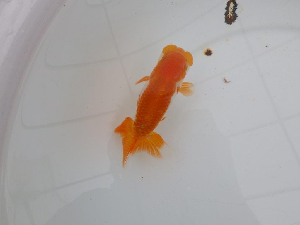 【愛知 清田 良也 氏】弐歳、親が楽しみな更紗らんちゅう 約12㎝ オス?