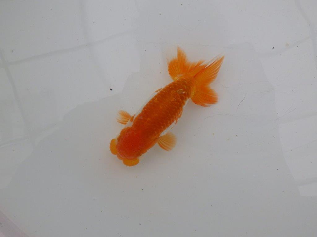 【愛知　清田　良也　氏】弐歳、親が楽しみな更紗らんちゅう　　約12㎝ オス？の上身