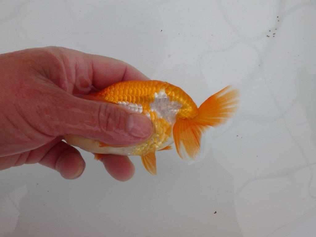 【愛知 清田 良也 氏】弐歳、親が楽しみな更紗らんちゅう 約12㎝ オス?