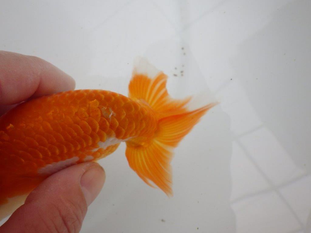 【愛知 清田 良也 氏】弐歳、親が楽しみな更紗らんちゅう 約12㎝ オス?