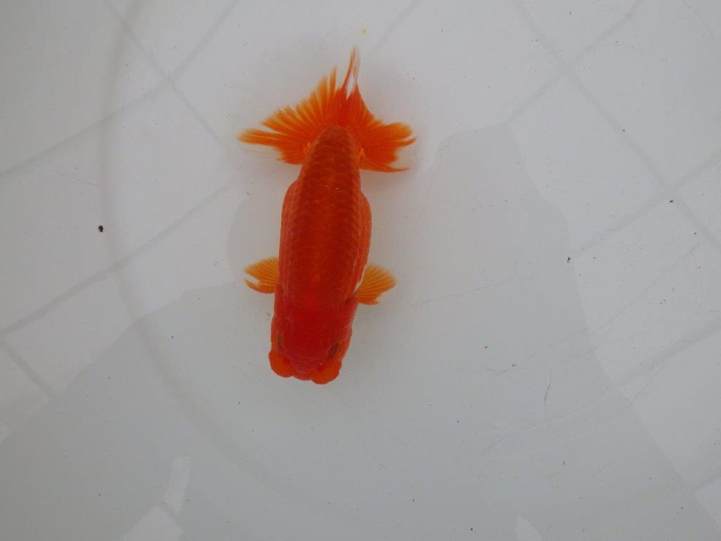 【愛知　清田　良也　氏】昔ながらのタイプをしたらんちゅう　　約12㎝ オス？の上身