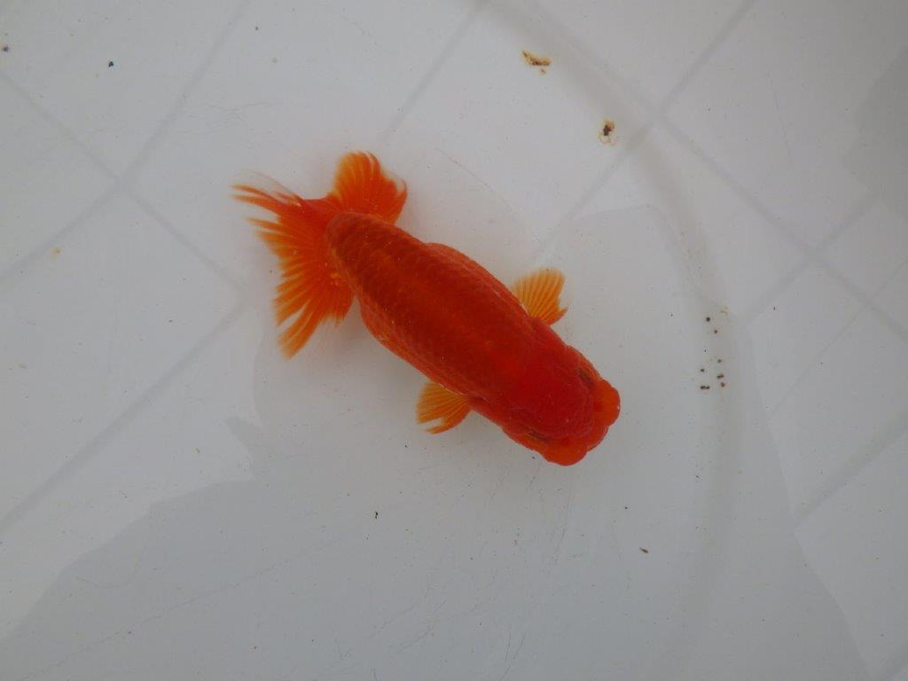 【愛知 清田 良也 氏】昔ながらのタイプをしたらんちゅう 約12㎝ オス?