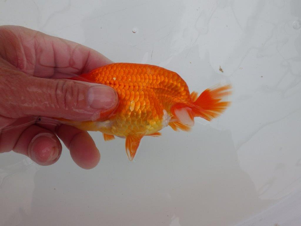 【愛知 清田 良也 氏】昔ながらのタイプをしたらんちゅう 約12㎝ オス?