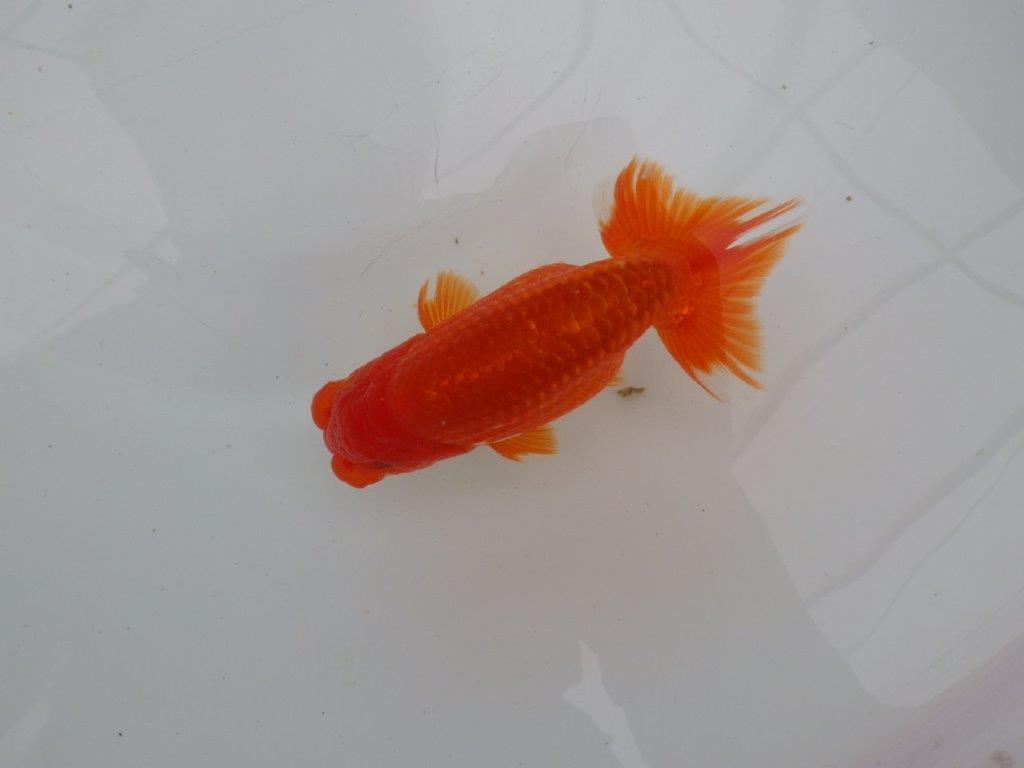 【愛知 清田 良也 氏】昔ながらのタイプをしたらんちゅう 約12㎝ オス?