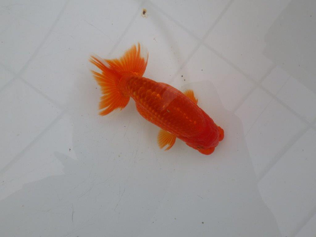 【愛知 清田 良也 氏】昔ながらのタイプをしたらんちゅう 約12㎝ オス?