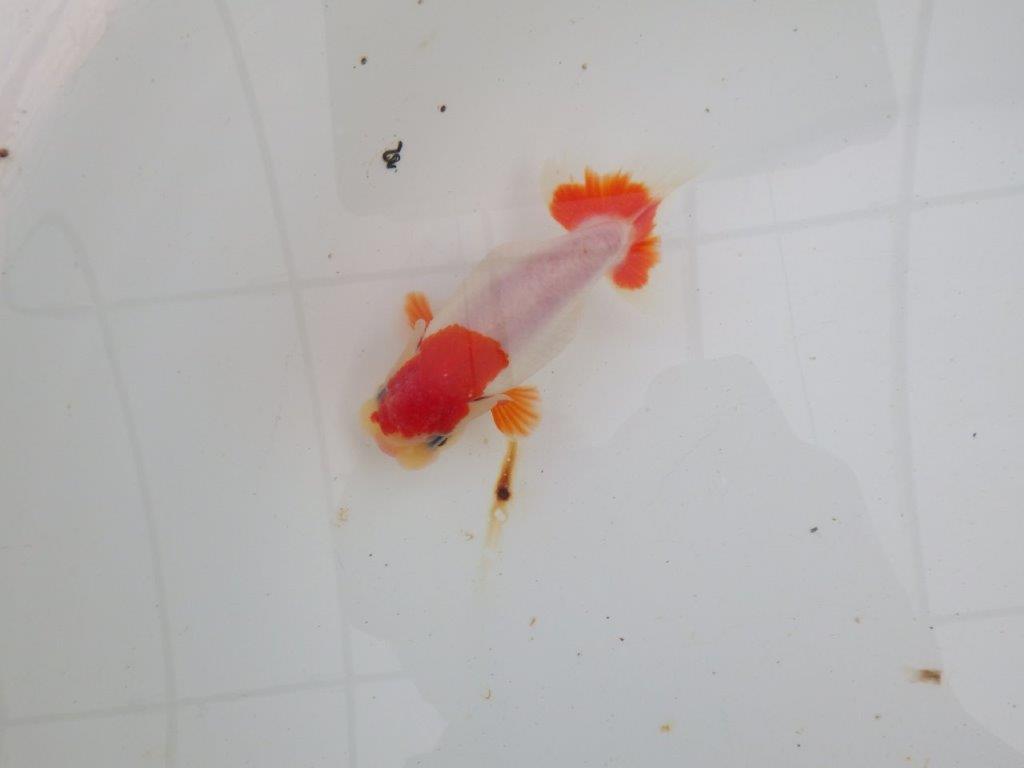 【愛知 清田 良也 氏】激レア 上物 もみじらんちゅう 約11㎝ メス?(紅葉らんちゅうです)