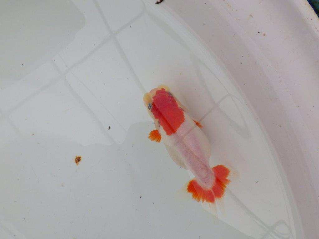 【愛知 清田 良也 氏】激レア 上物 もみじらんちゅう 約11㎝ メス?(紅葉らんちゅうです)