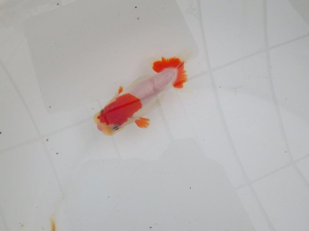 【愛知 清田 良也 氏】激レア 上物 もみじらんちゅう 約11㎝ メス?(紅葉らんちゅうです)