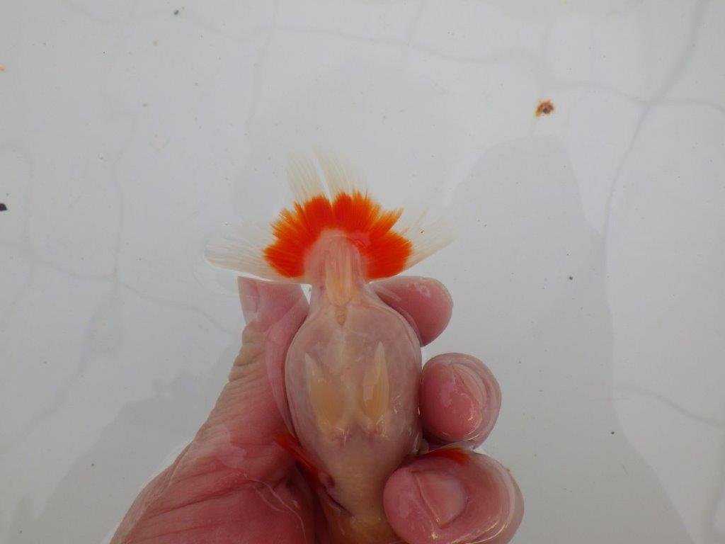 【愛知 清田 良也 氏】激レア 上物 もみじらんちゅう 約11㎝ メス?(紅葉らんちゅうです)