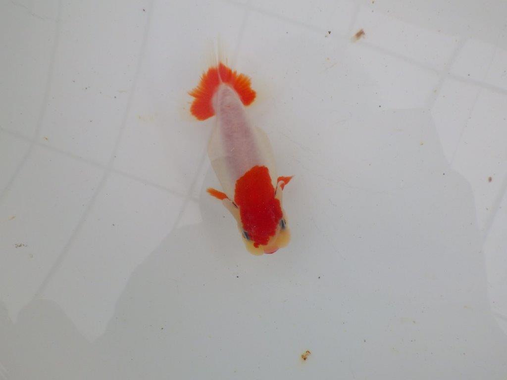 【愛知　清田　良也　氏】激レア　上物　もみじらんちゅう　　約11㎝ メス？（紅葉らんちゅうです）の上身