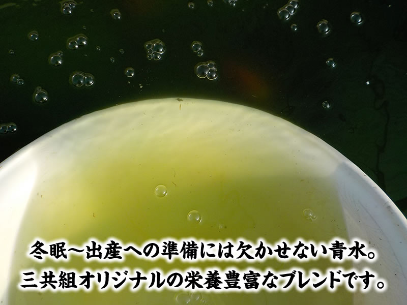 21年春 仔引きにチャレンジ はじめてのらんちゅう産卵セット らんちゅうの販売 通販 三共組