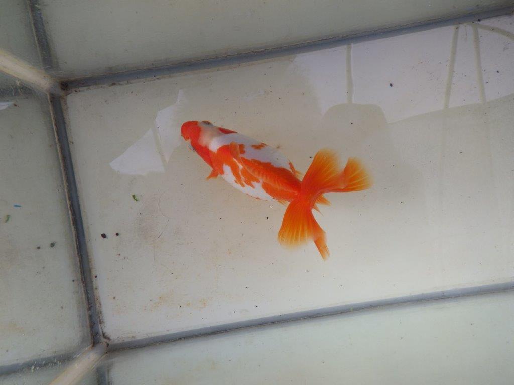 【愛知 清田 良也 氏】激レア 四ッ尾地金・ロクリン 約12,5㎝