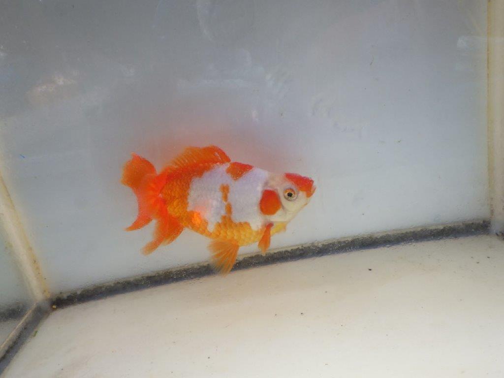 【愛知 清田 良也 氏】激レア 四ッ尾地金・ロクリン 約12,5㎝