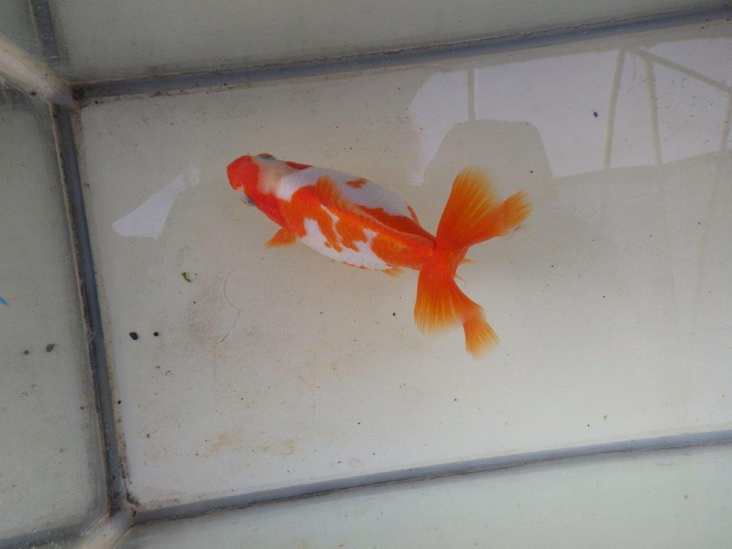 【愛知 清田 良也 氏】激レア 四ッ尾地金・ロクリン 約12,5㎝