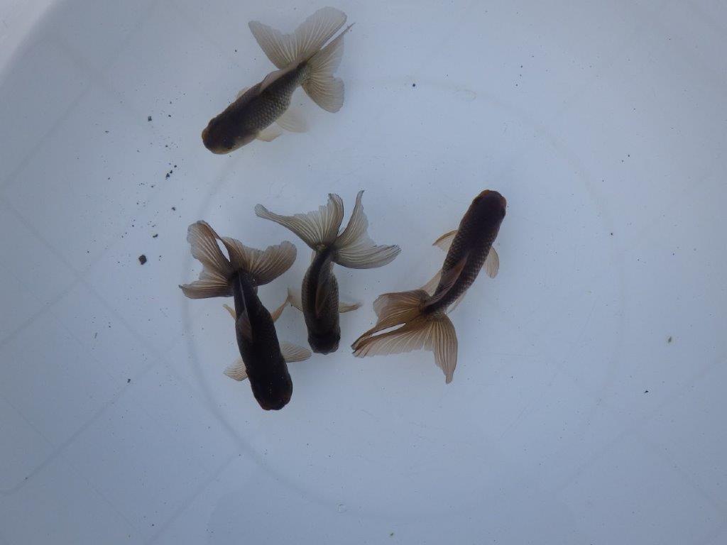 【志摩 林 万貴 氏】激アツ! ブラックドラゴン 約12㎝ ~ 限定4尾 送料別