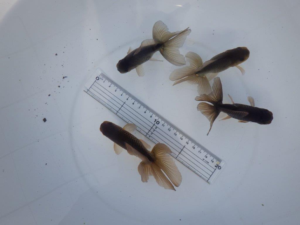 【志摩 林 万貴 氏】激アツ! ブラックドラゴン 約12㎝ ~ 限定4尾 送料別