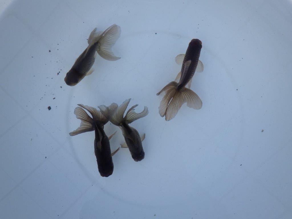 【志摩 林 万貴 氏】激アツ! ブラックドラゴン 約12㎝ ~ 限定4尾 送料別