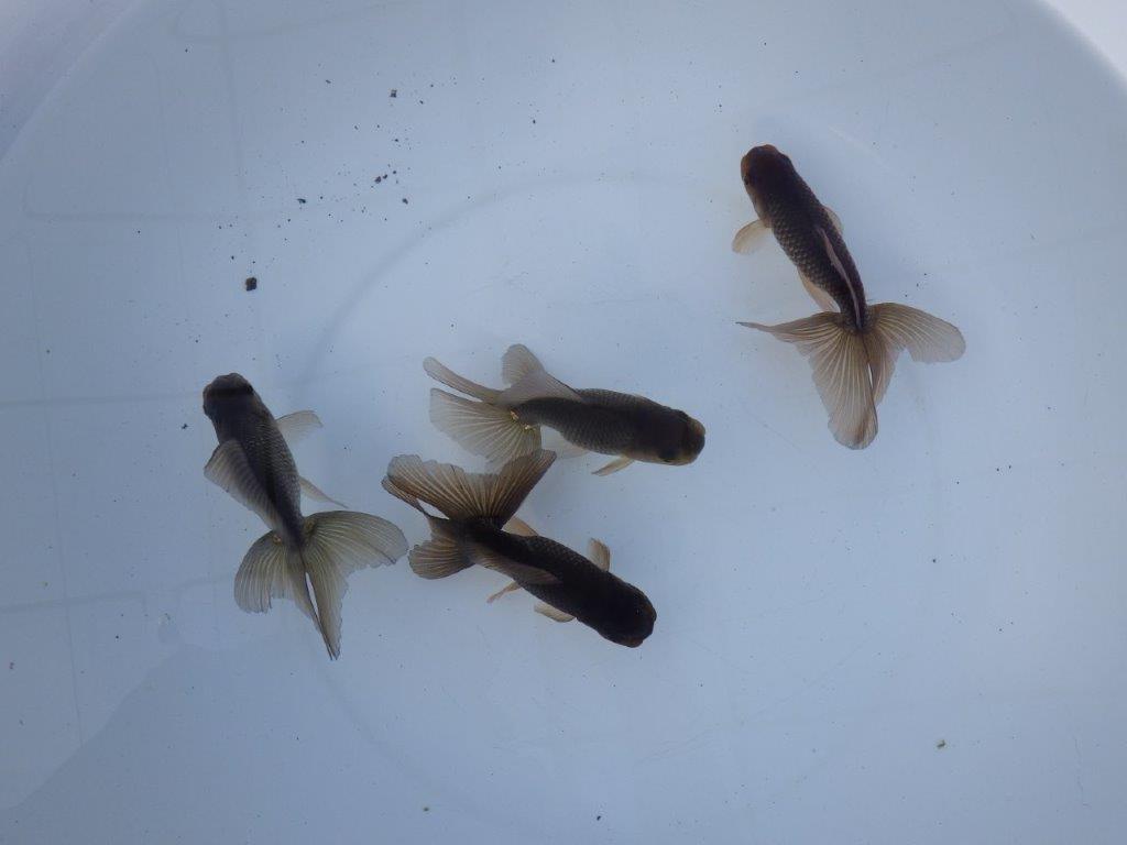 【志摩 林 万貴 氏】激アツ! ブラックドラゴン 約12㎝ ~ 限定4尾 送料別