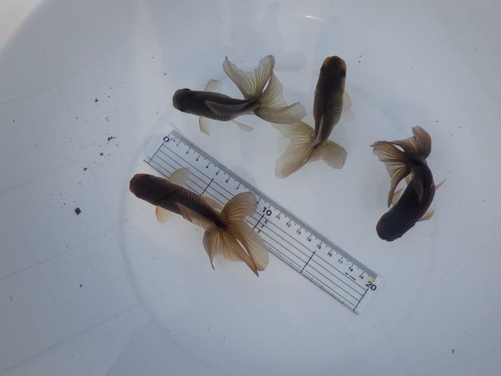 【志摩 林 万貴 氏】激アツ! ブラックドラゴン 約12㎝ ~ 限定4尾 送料別