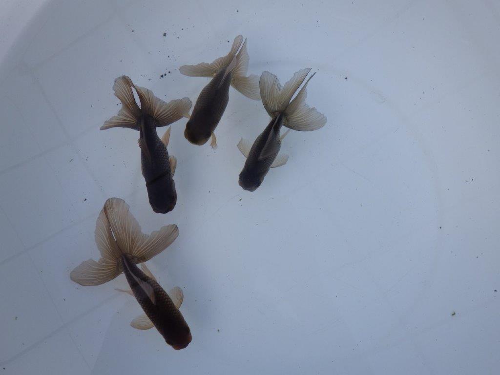 【志摩 林 万貴 氏】激アツ! ブラックドラゴン 約12㎝ ~ 限定4尾 送料別